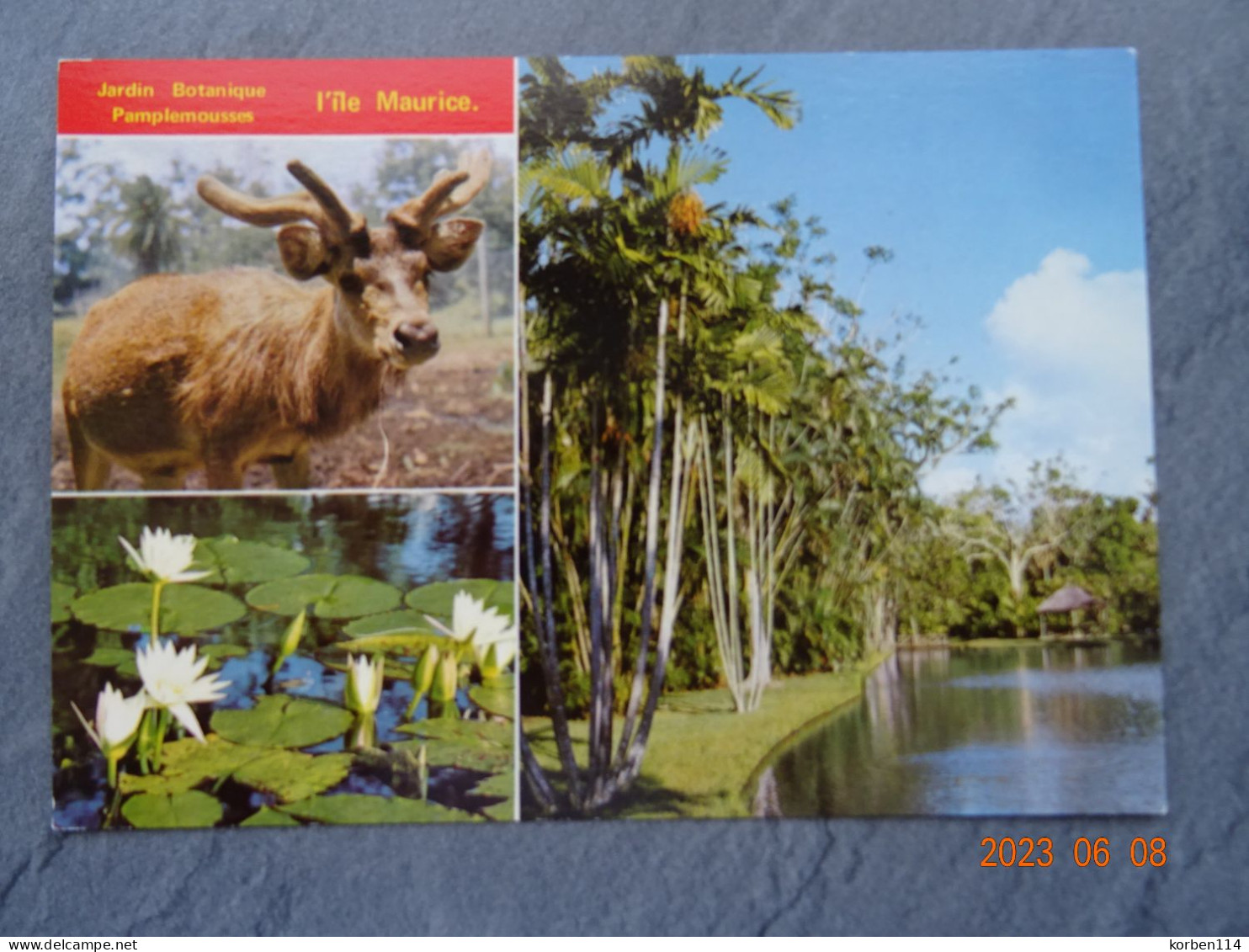 JARDIN BOTANIQUE DE PAMPLEMOUSSES - Maurice