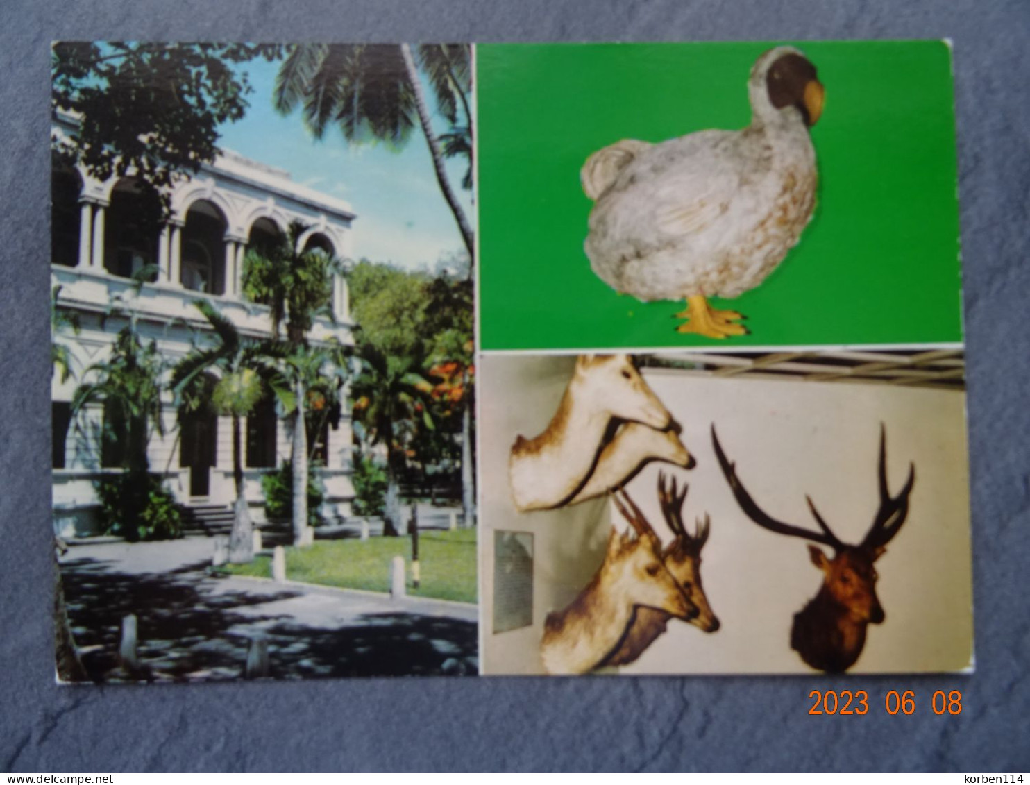 PORT LOUIS MUSEE D'HISTOIRE NATURELLE - Maurice