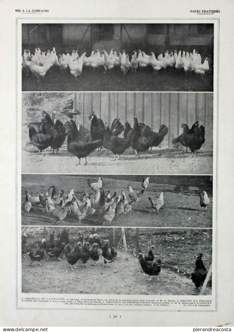 Poules: Races Pratiques/Races Francaises. Fronte/retro. Immagine 1927 - Chèques & Chèques De Voyage
