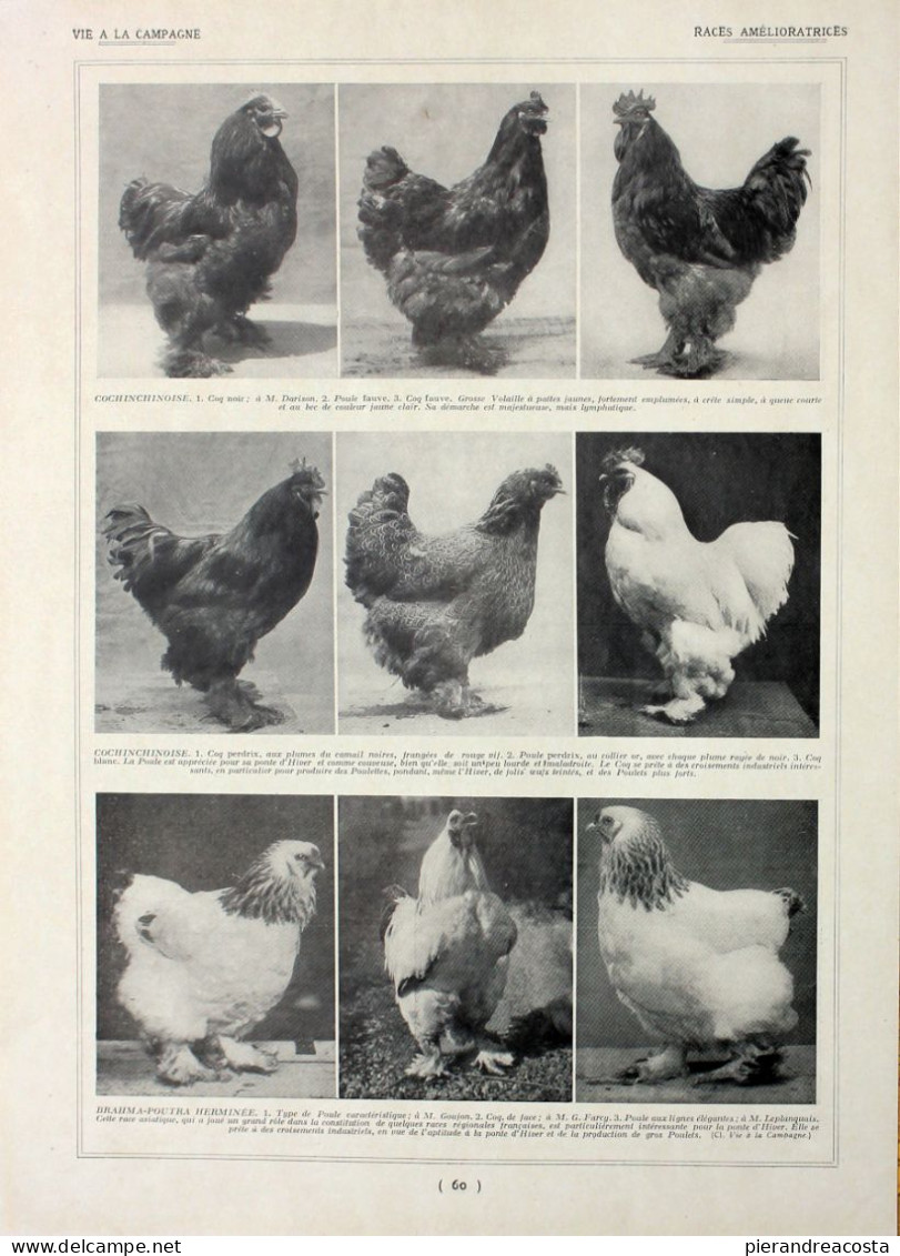 Poules: Races Amelioratrices. Fronte/retro. Immagine 1927 - Chèques & Chèques De Voyage