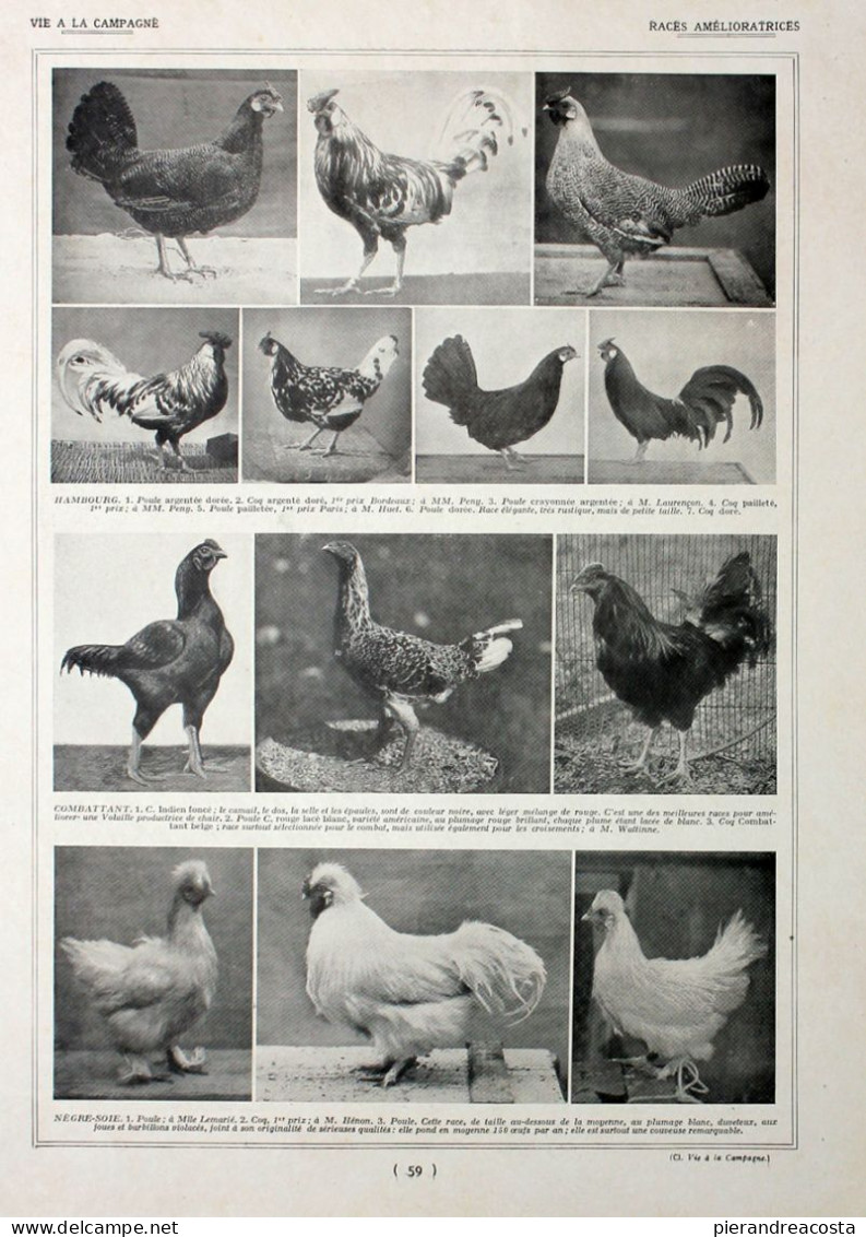 Poules: Races Amelioratrices. Fronte/retro. Immagine 1927 - Chèques & Chèques De Voyage