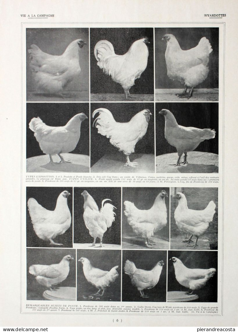 Poules Wyandottes/ Leghorns Et Wyandottes. Fronte/retro. Immagine 1927 - Chèques & Chèques De Voyage
