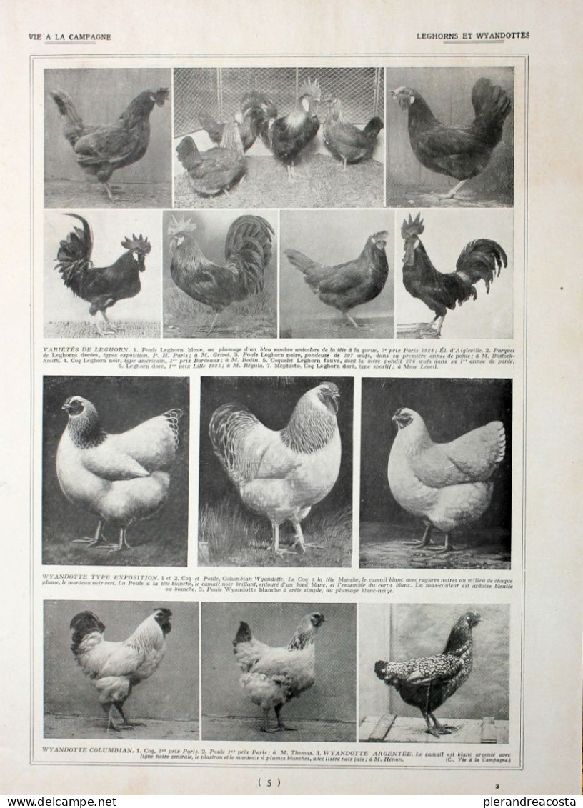 Poules Wyandottes/ Leghorns Et Wyandottes. Fronte/retro. Immagine 1927 - Chèques & Chèques De Voyage