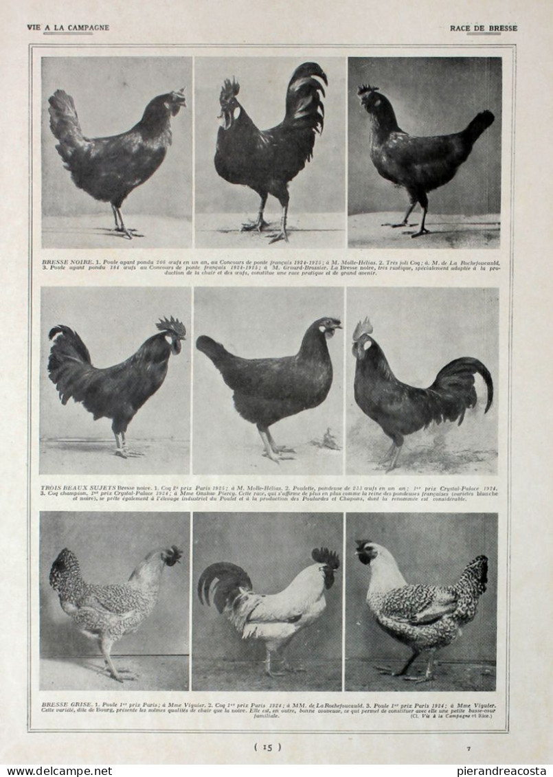 Poules:  Race De Bresse/ Bresse Et Gatinaise. Fronte/retro. Immagine 1927 - Chèques & Chèques De Voyage