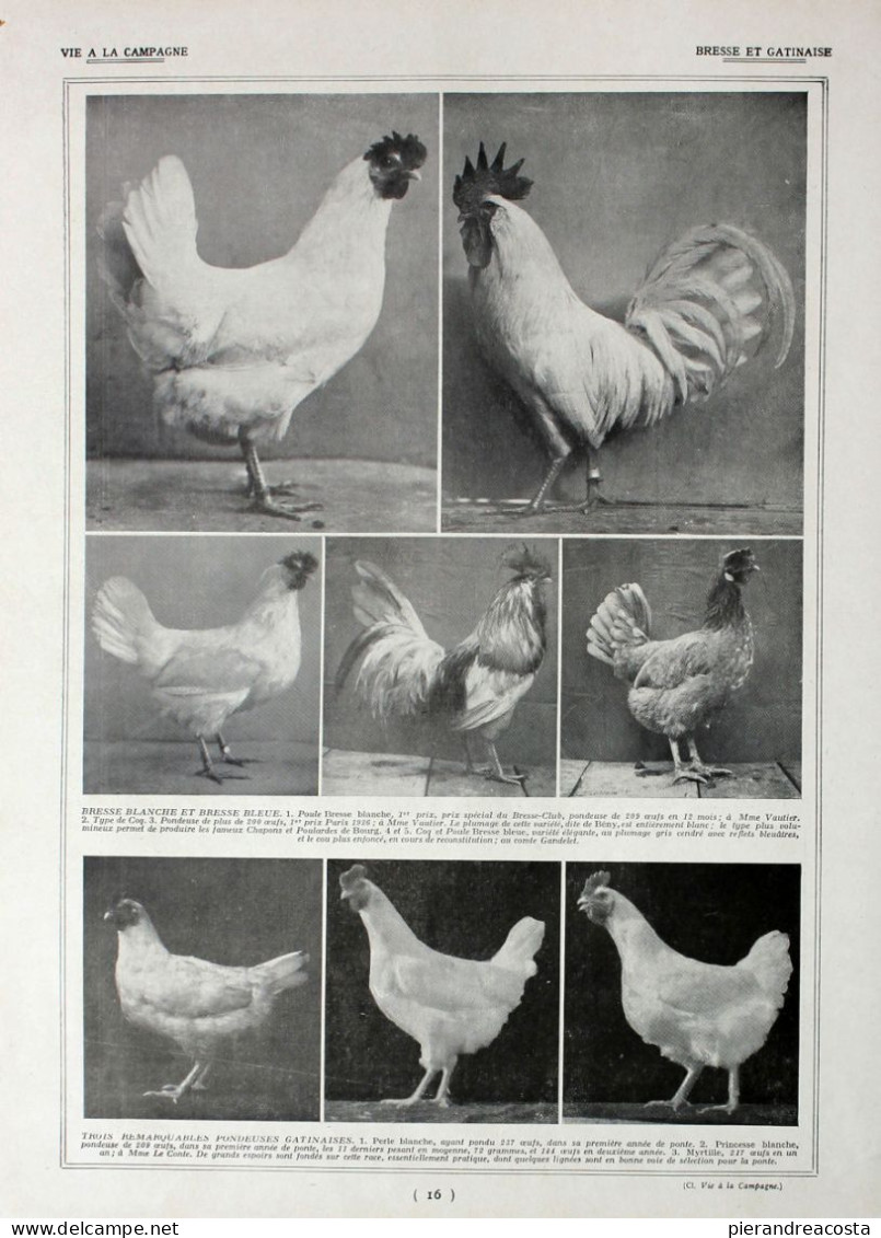 Poules:  Race De Bresse/ Bresse Et Gatinaise. Fronte/retro. Immagine 1927 - Chèques & Chèques De Voyage