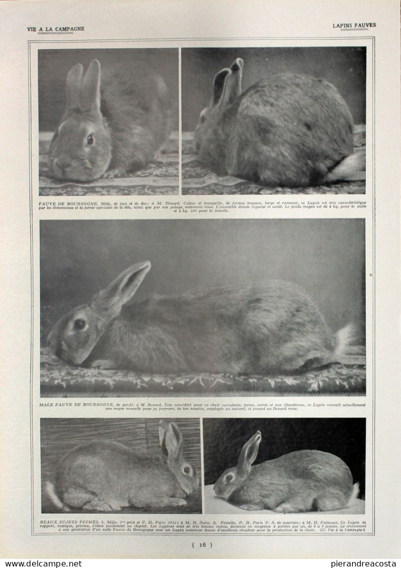 Lapins Fauves/Lapins Bleus. Fronte/retro. Immagine 1927 - Chèques & Chèques De Voyage