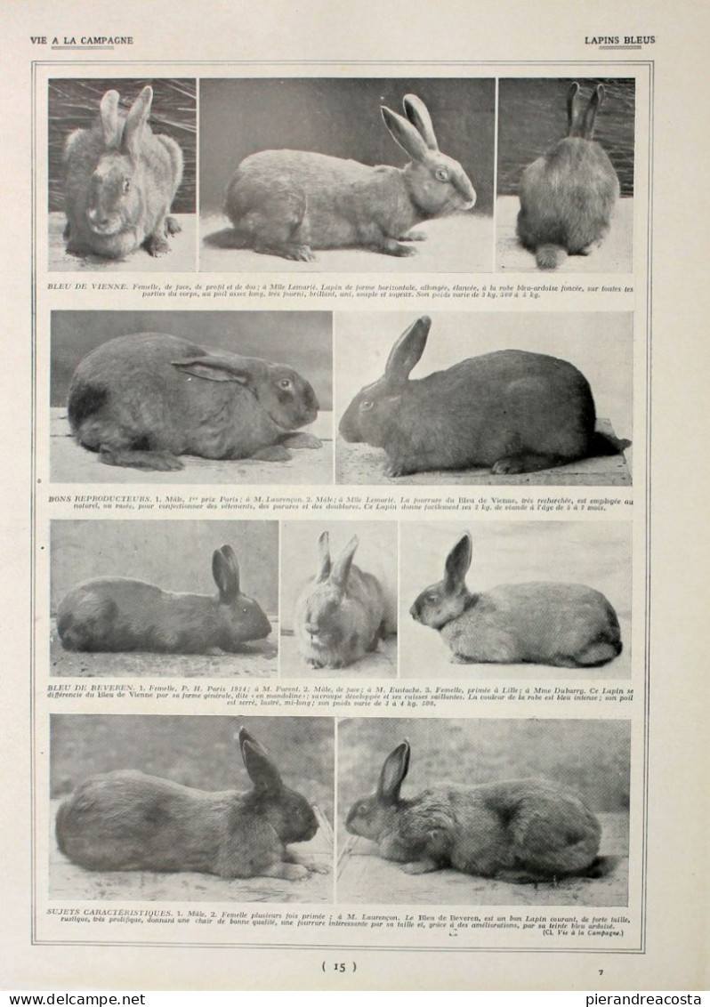 Lapins Fauves/Lapins Bleus. Fronte/retro. Immagine 1927 - Chèques & Chèques De Voyage