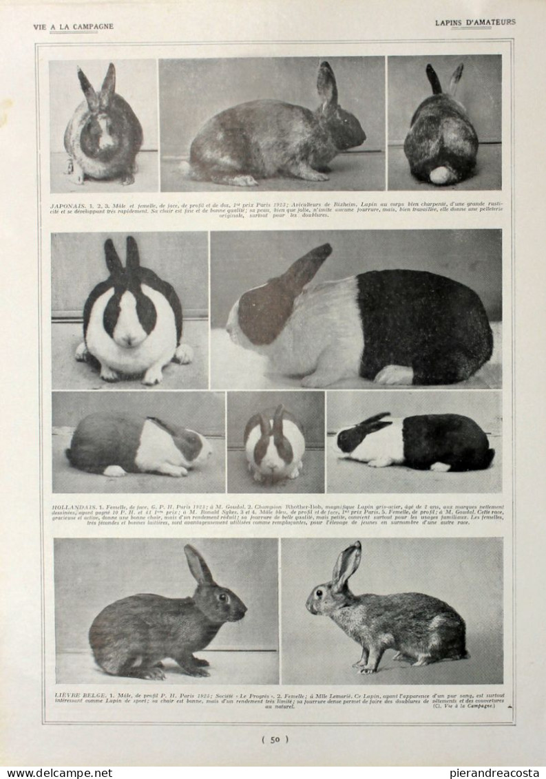 Lapins D'amateurs/Lapins: Races A L'etude. Fronte/retro. Immagine 1927 - Chèques & Chèques De Voyage