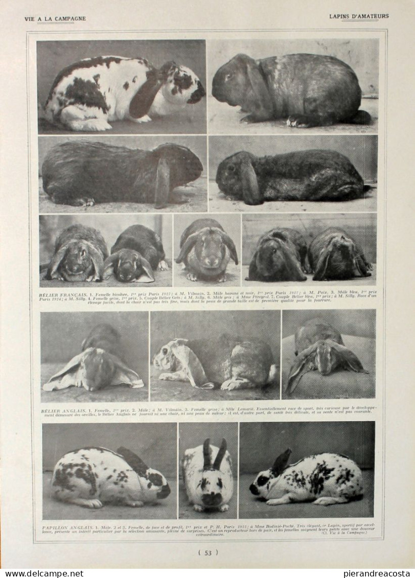 Lapins Anagoras/lapins D'amateurs. Fronte/retro. Immagine 1927 - Chèques & Chèques De Voyage