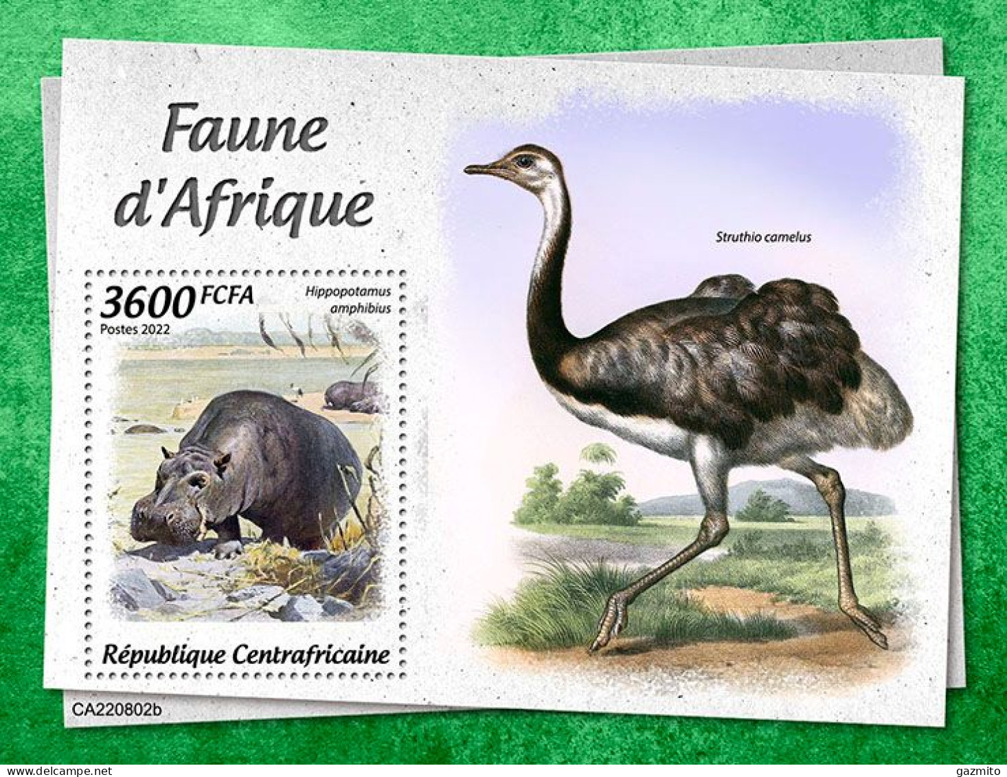 Centrafrica 2022, Animals Of Africa, Hippo, Ostrich. BF - Autruches