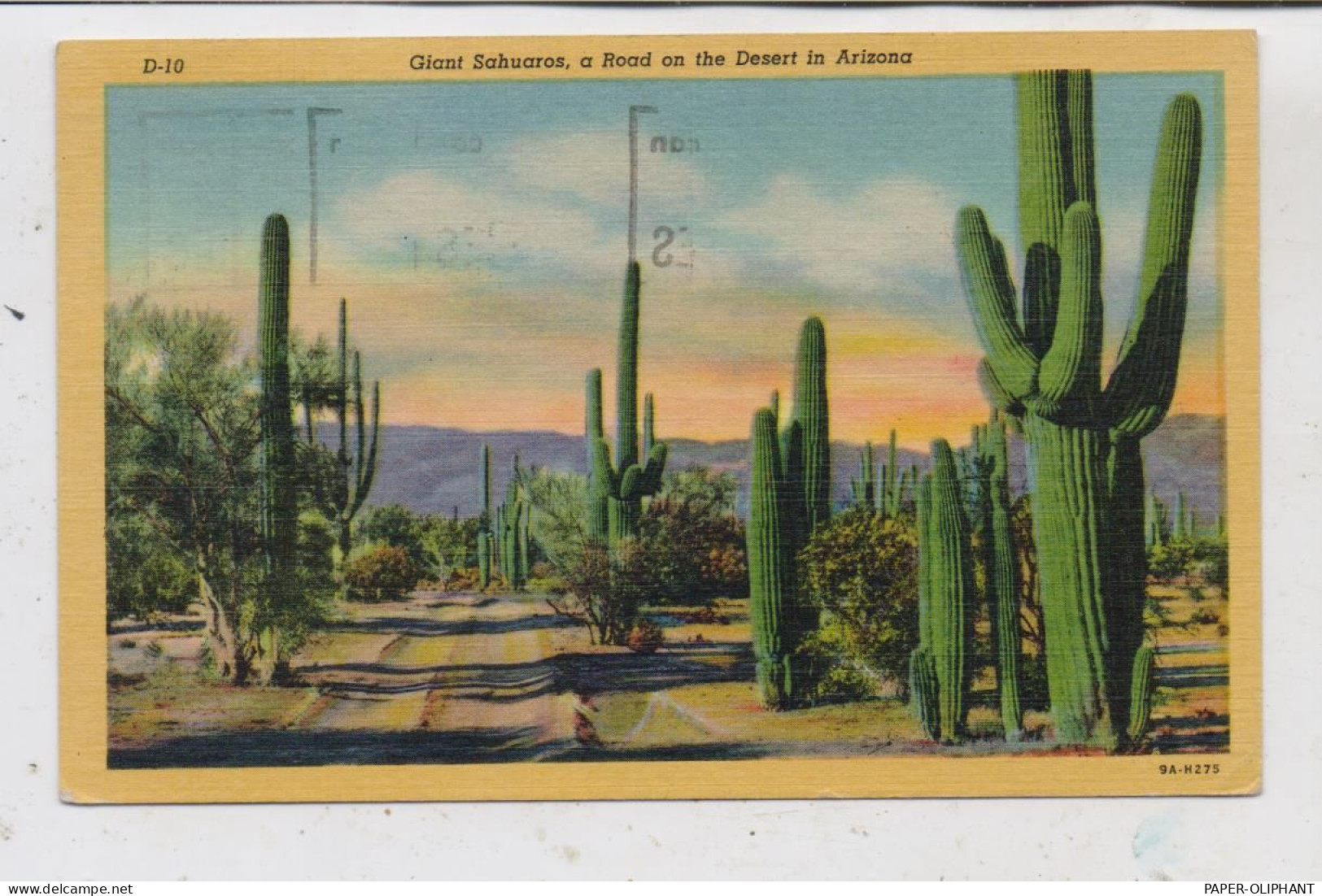 FLORA - SUKKULENTEN, Giant Sahuaros On Dessert In Arizona, Teich, 1953 - Cactusses