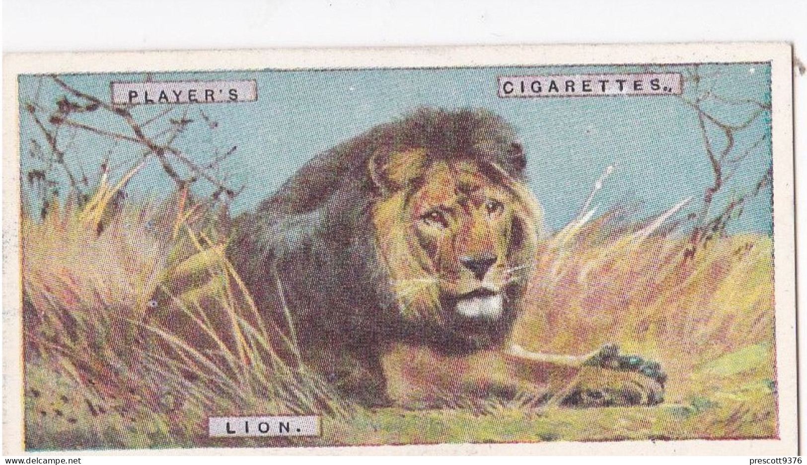 Natual History 1924 - Players Cigarette Card - 27 LION - Player's