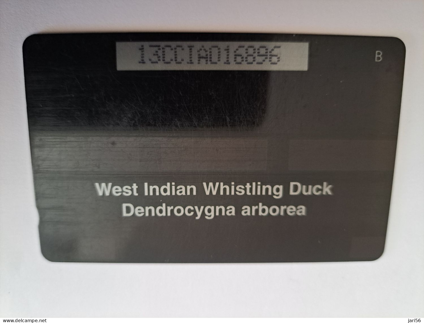 CAYMAN ISLANDS  CI $ 10,-  CAY-13A  CONTROL NR 13CCIA  WHISTLING DUCK     Fine Used Card  ** 13599** - Iles Cayman