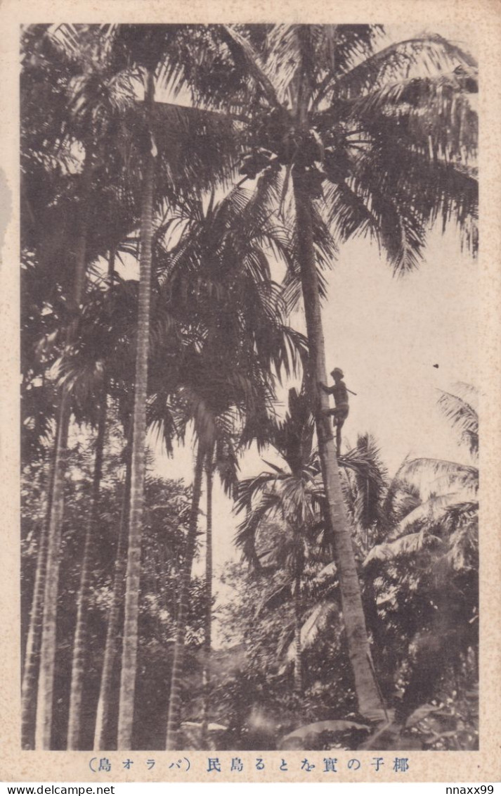 Palau - Native Picking Coconuts On Palm, Japan's Vintage Postcard - Palau