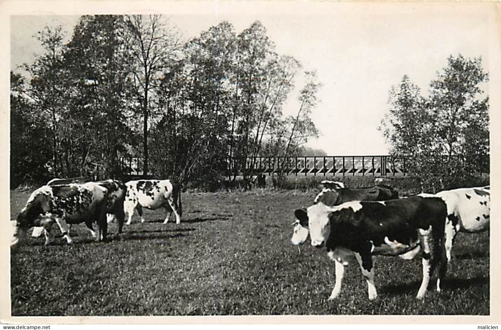 - Loiret -ref-B41- Dordives - Pont César Et La Prairie - Vaches Au Pâturage - - Dordives