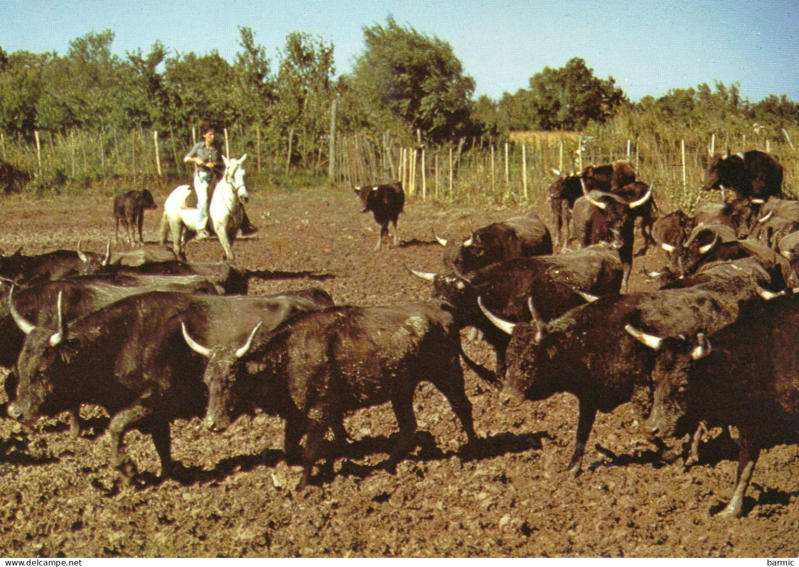 EN CAMARGUE, MANADE DE TAUREAUX COULEUR  REF 9058 PO - Taureaux