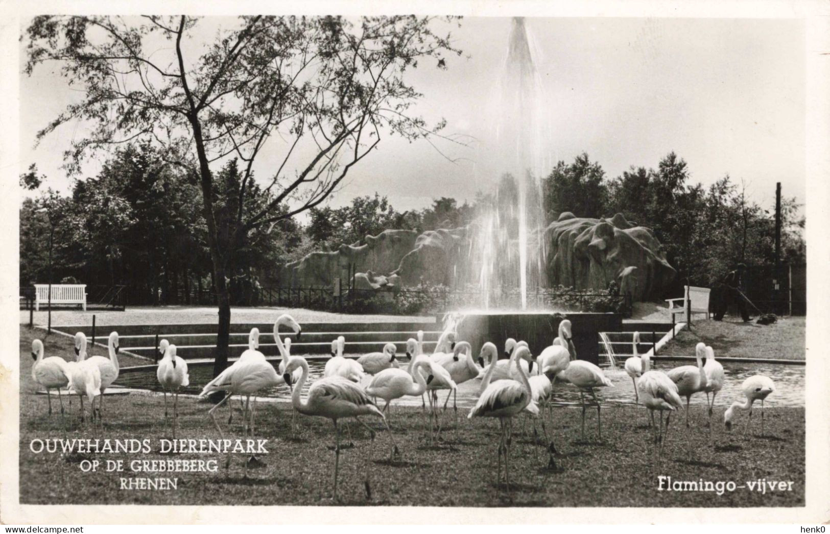 Rhenen Ouwehands Dierenpark Flamingo Vijver M6583 - Rhenen