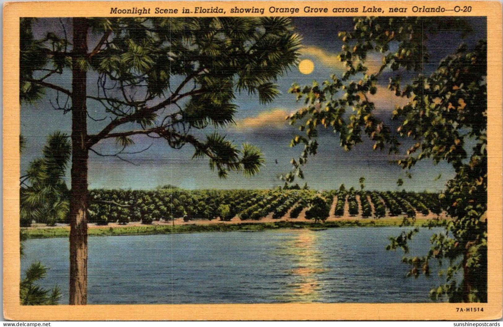 Florida Orlando Moonlight Scene Showing Orange Grove Across A Lake Curteich - Orlando