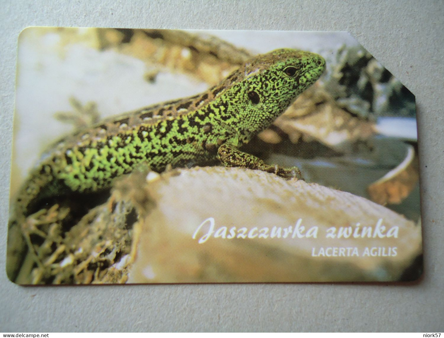 POLAND  USED CARDS  LIZARD  REPTILES - Cocodrilos Y Aligatores
