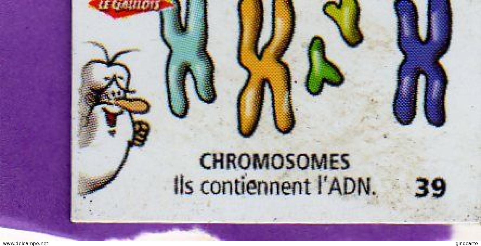 Magnets Magnet Le Gaulois Anatomie 39 Chromosomes - Autres & Non Classés