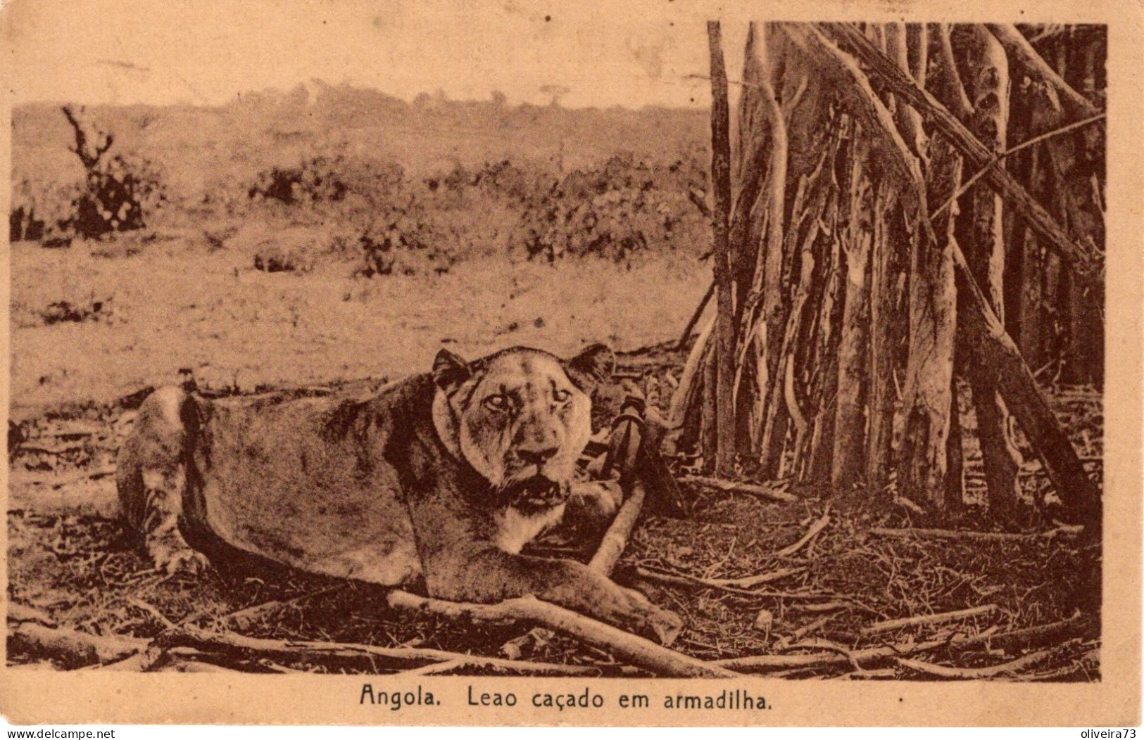ANGOLA - Leão Caçado Em Armadilha - Angola