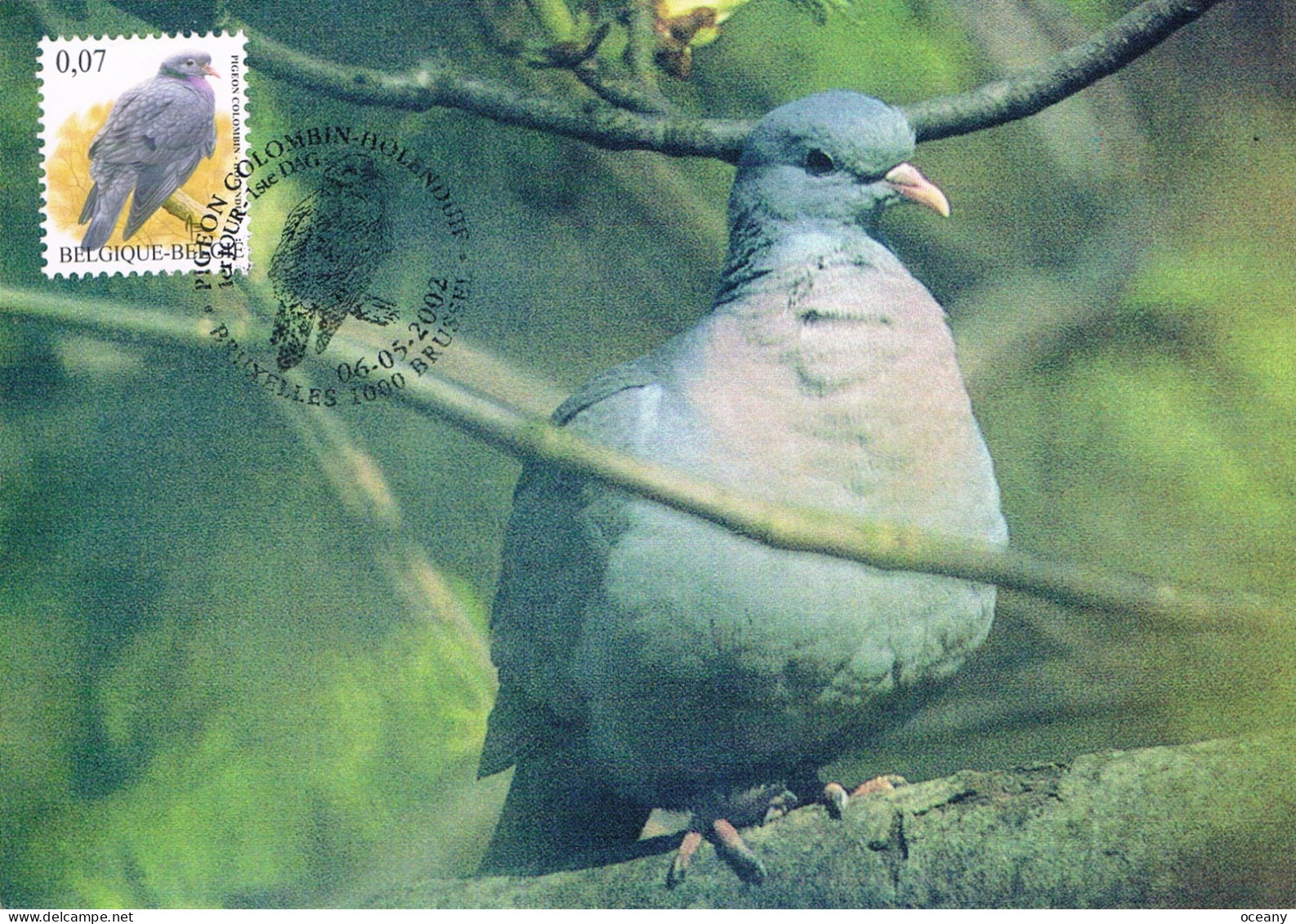 Belgique - Oiseaux : Pigeon Colombin CM Max 3069 (année 2002) - 2001-2010