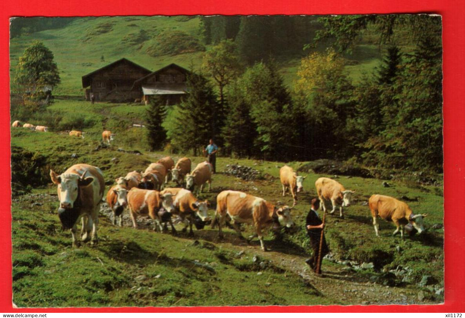 ZVD-20 Alpabfahrt Von Obersuld Im Sudtal Bei Aeschi  Bei Spiez. Gelaufen 1968  Belebt. Foto Lörtscher Frutigen  - Aeschi Bei Spiez