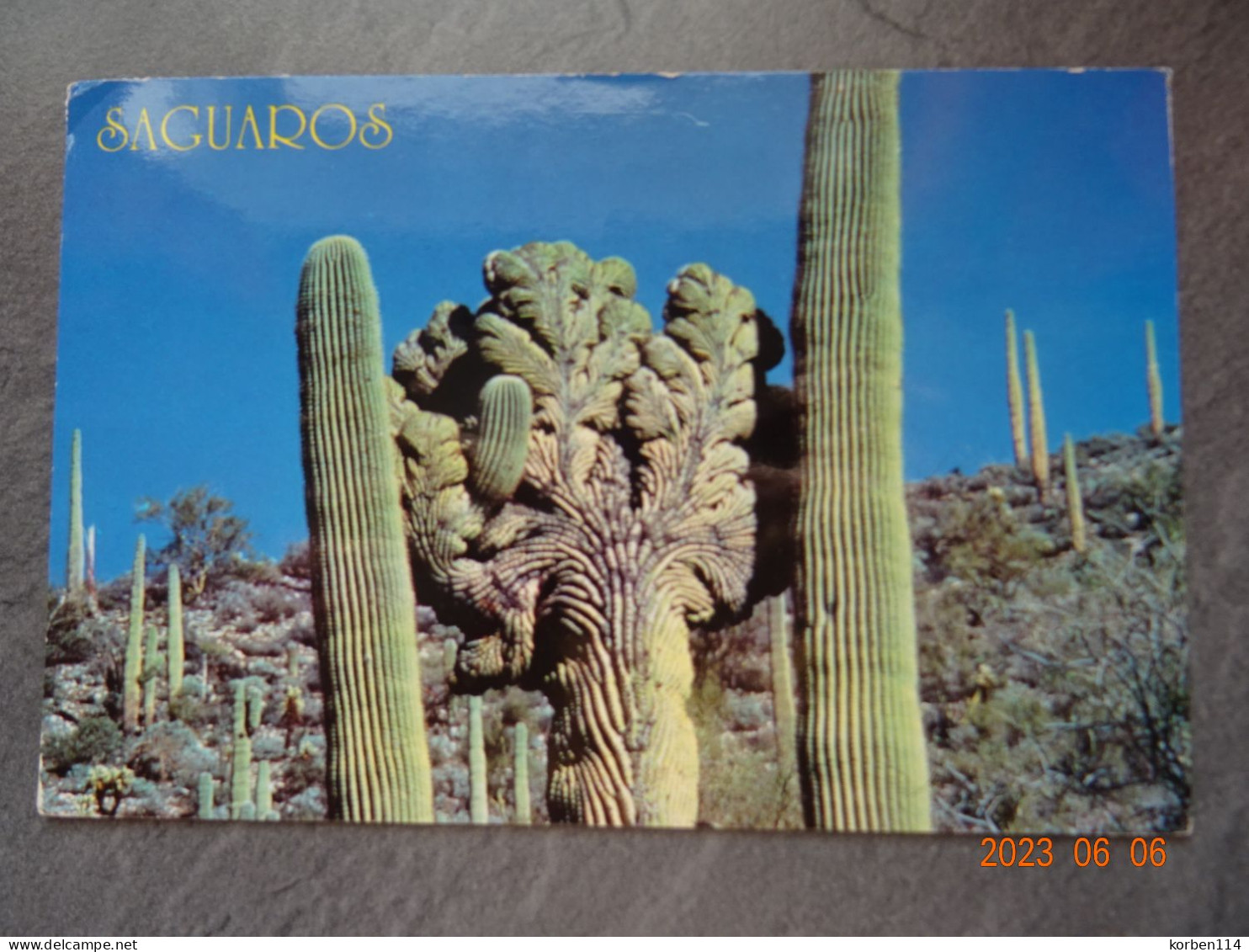 SAGUARD CACTUS - Cactussen