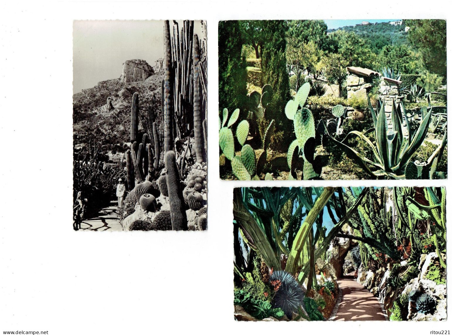 Lot 3 Cpm - Jardin Exotique De MONACO - Vision Hallucinante - Candélabres Géants - Cactus - Carabinier - Les Issambres - Cactus