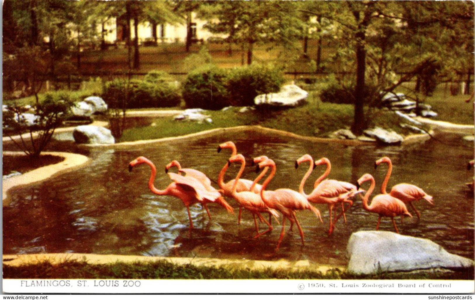 Missouri St Louis Zoo Flamingos - St Louis – Missouri