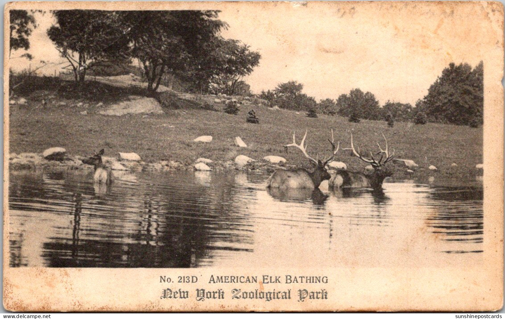 New York Zoological Park American Elk Bathing 1910 - Bronx