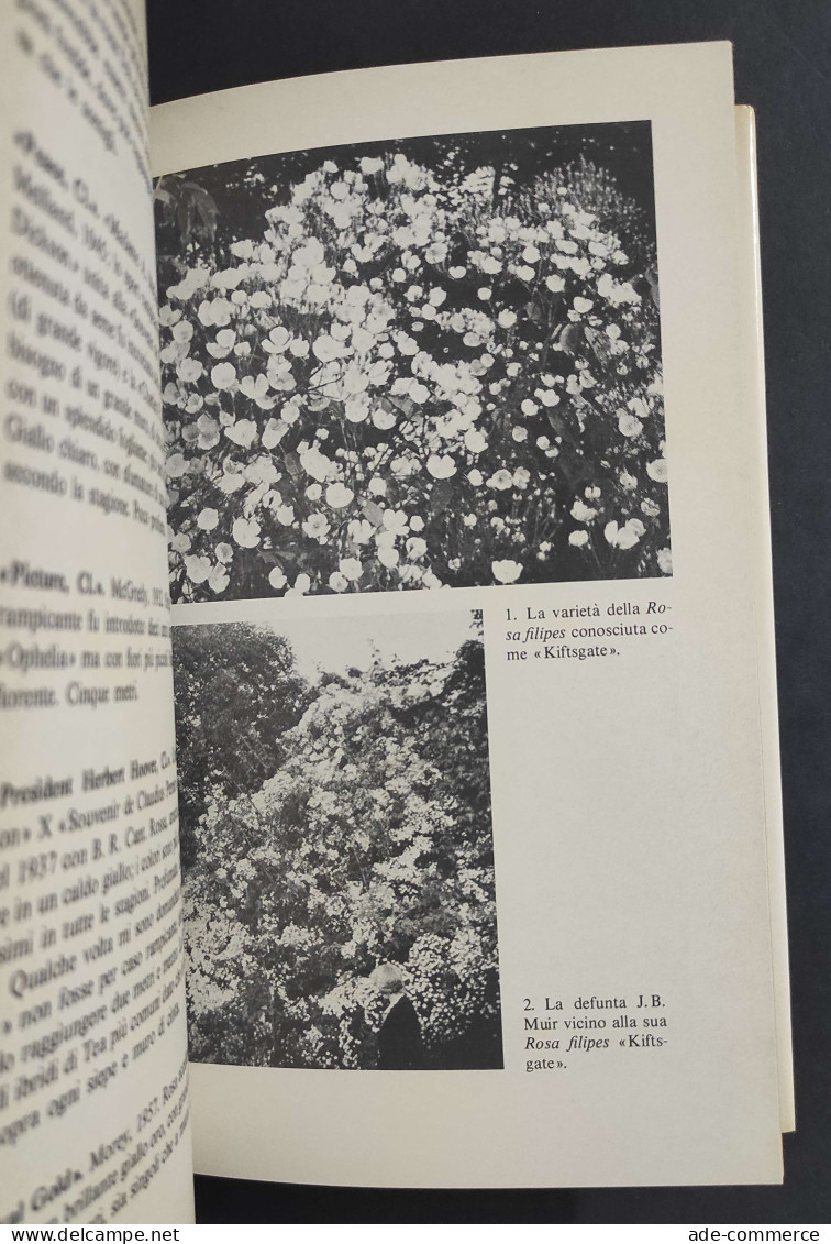 Le Rose Rampicanti - G. S. Thomas - Ed. Rizzoli - L'Ornitorinco - 1980                                                   - Jardinería