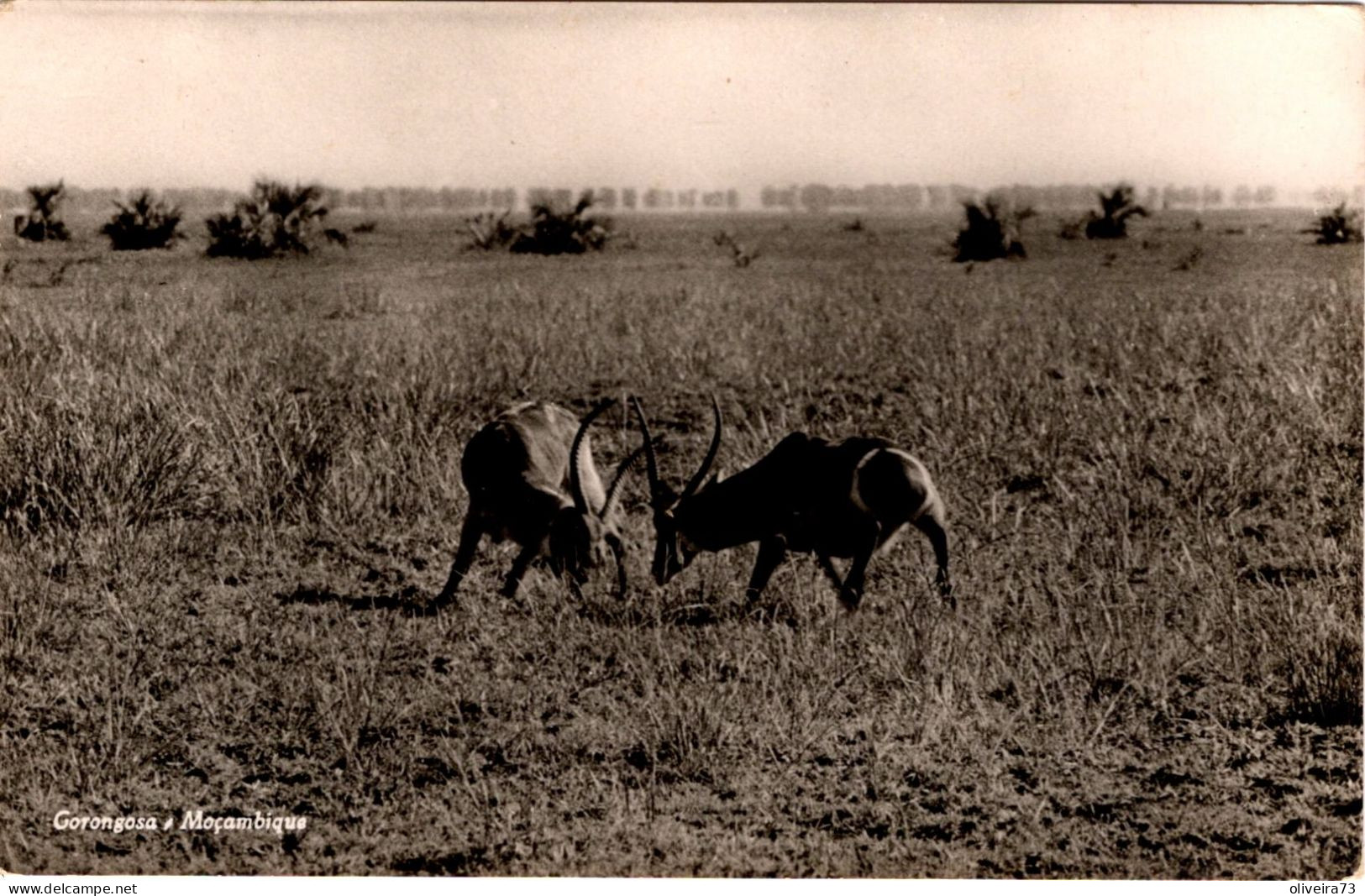 MOÇAMBIQUE - GORANGOSA - Mozambique