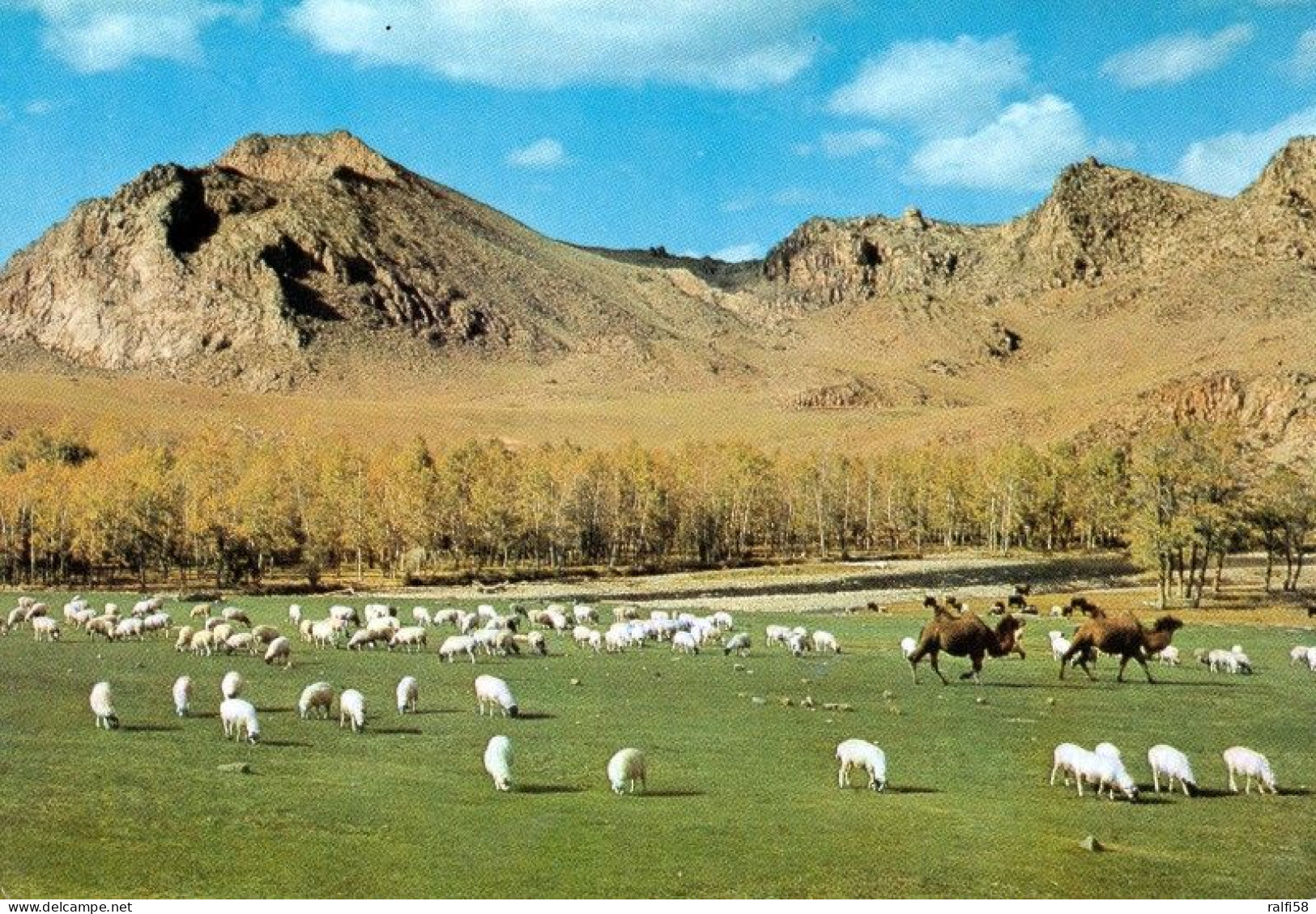 2 AK Mongolei * 2 Ansichtskarten Mit Schafherden Auf Dem Weideland * - Mongolia
