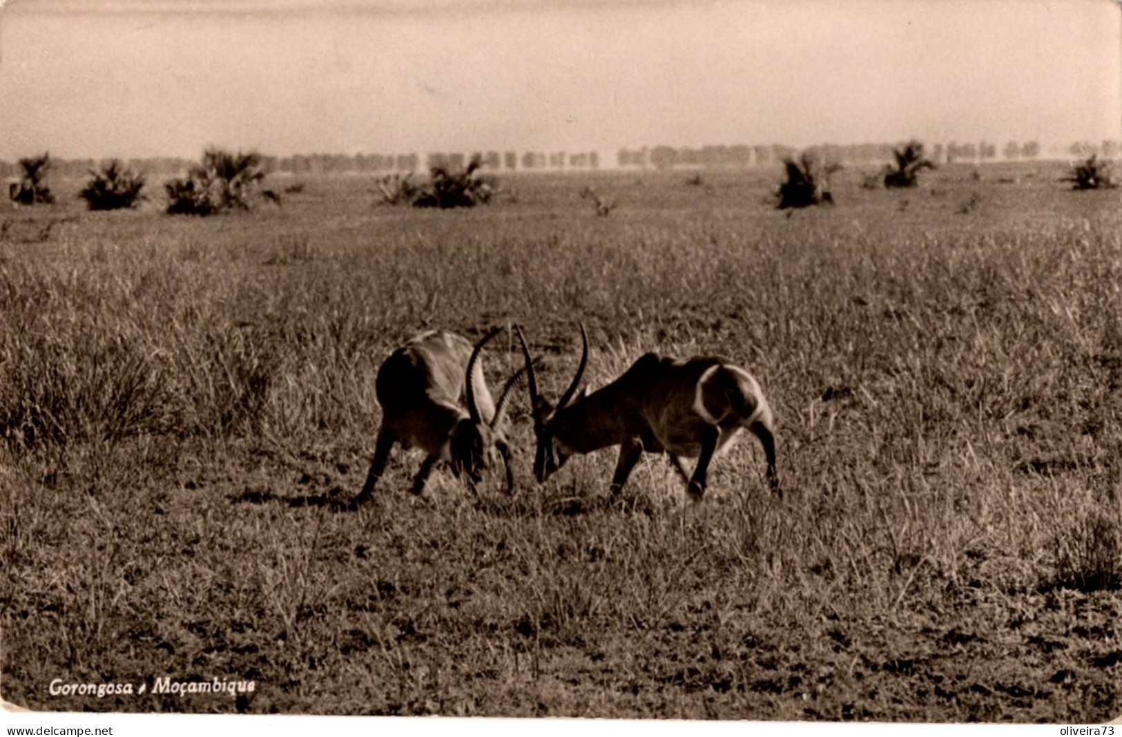 MOÇAMBIQUE - Gorongosa - Mozambique