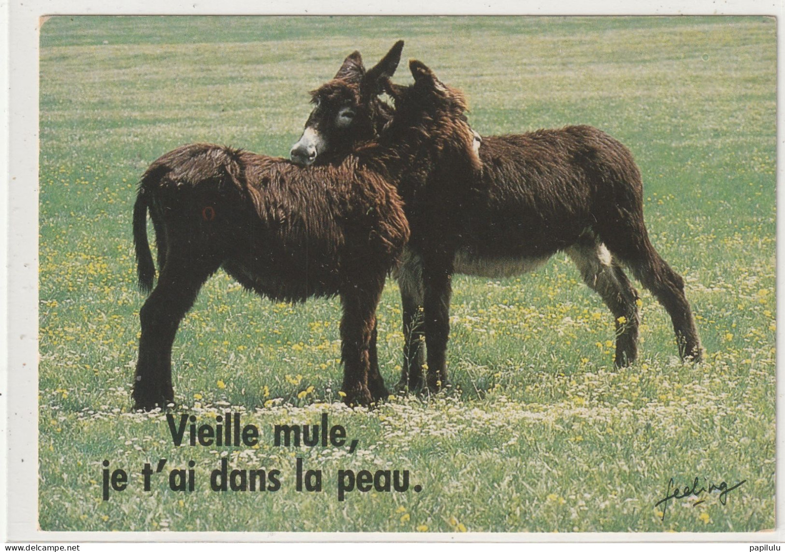 ANIMAUX 727 : Vieille Mule Je T'ai Dans La Peau" âne " édit. Cim - Anes