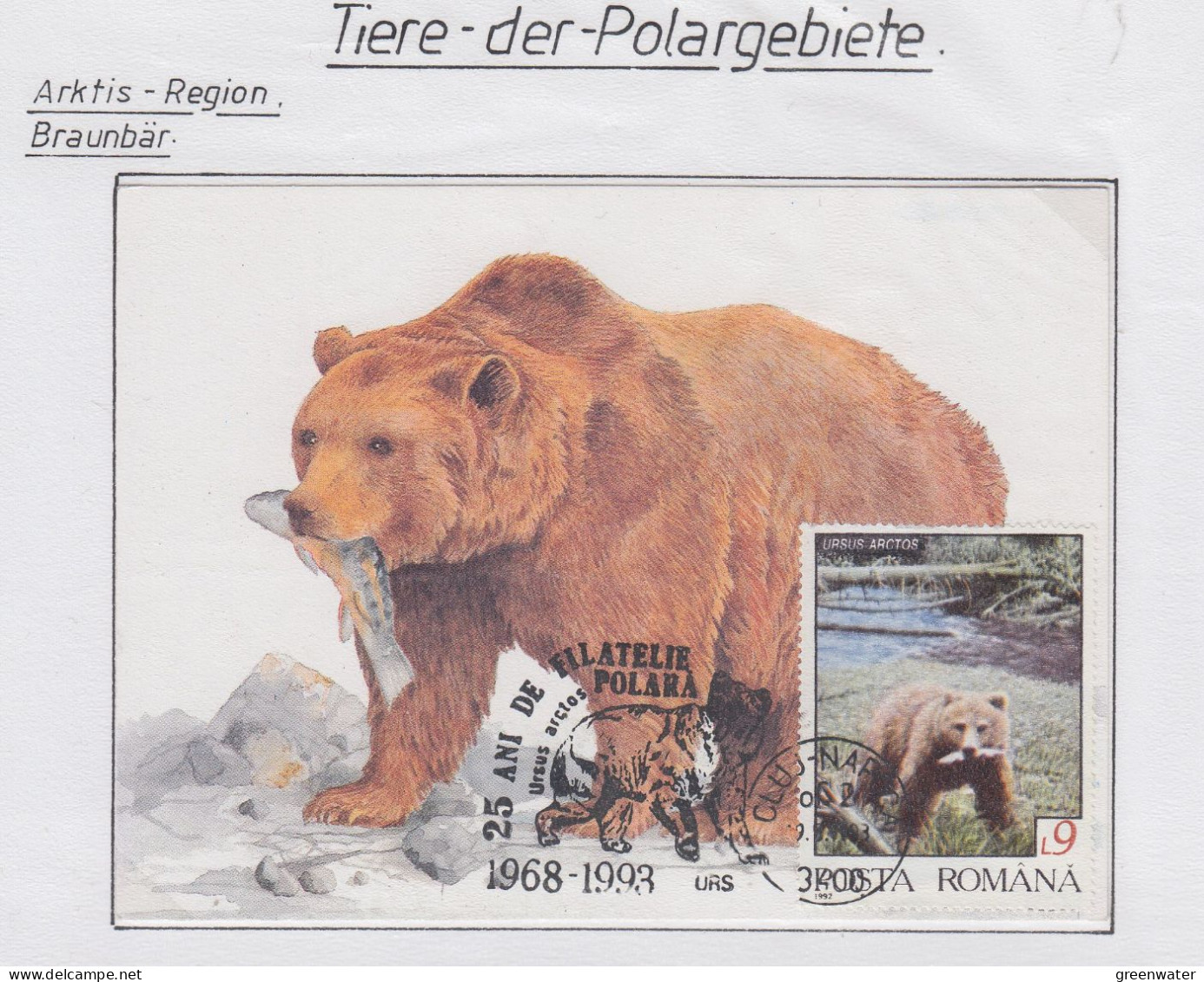 Romania Brown Bear Maxicard TI151A) - Arctic Wildlife