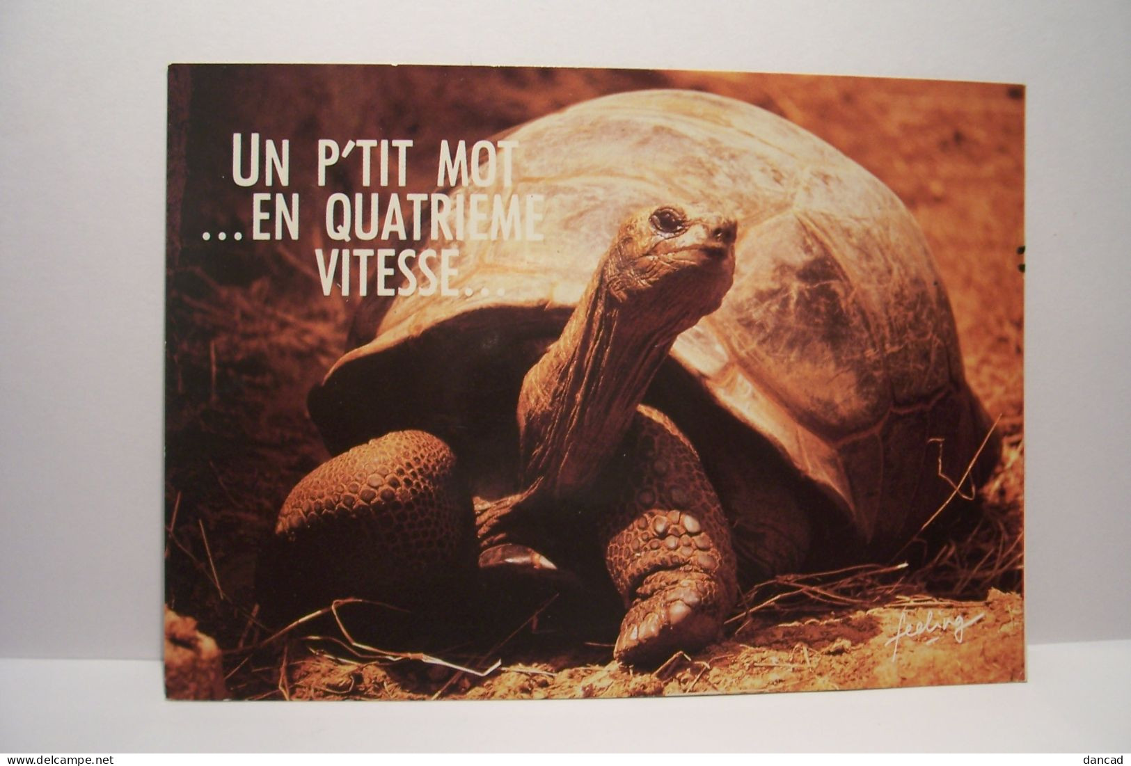 TORTUE   - Photo : Robert Cushman - Un Petit Mot En Quatrieme Vitesse - Paroles Pour L'éternité - Tortues