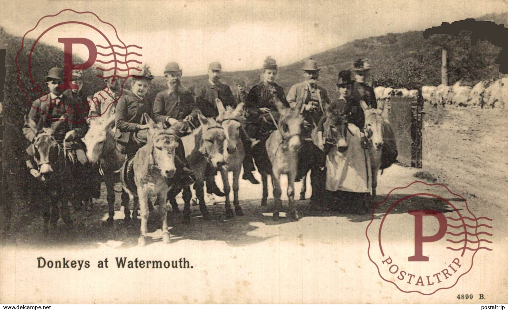 UK. DONKEYS AT WATERMOUTH - Ilfracombe