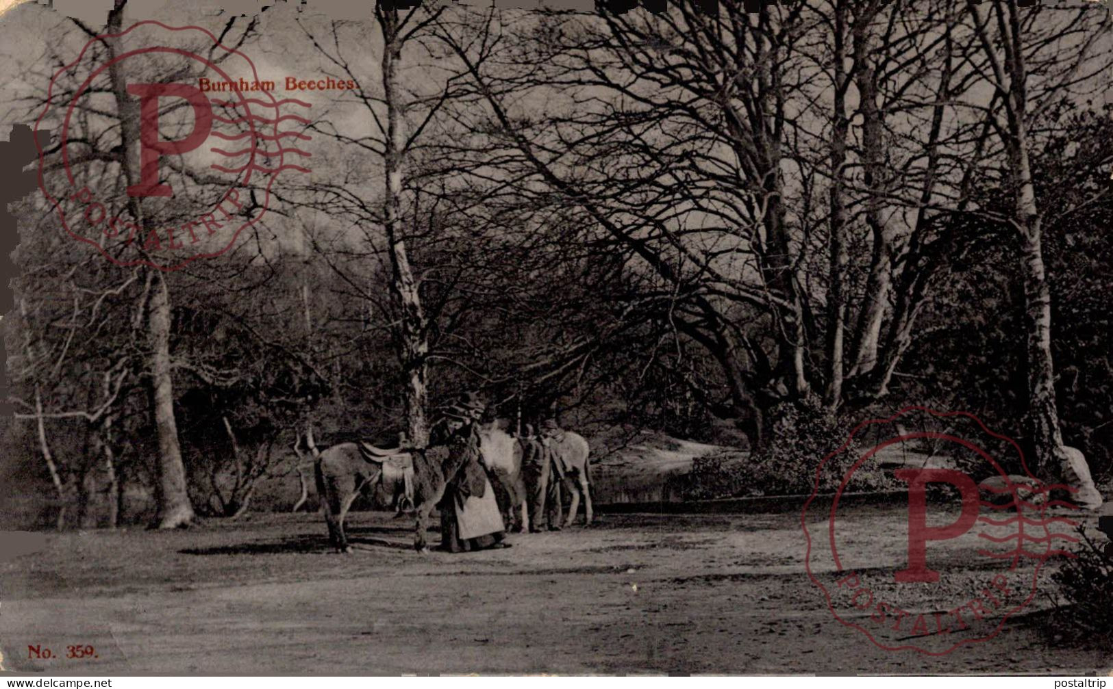 RPPC BUCKS. DONKEYS - Anes