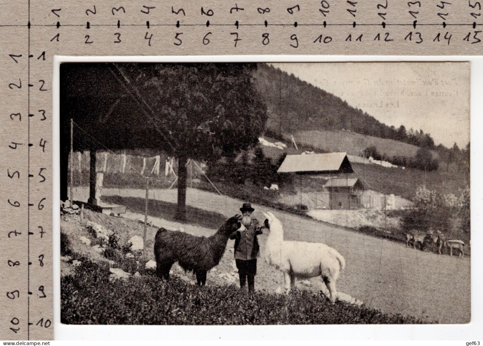 Parc D'acclimatation Des Geneveys Sur Coffrane - Les Lamas - Geneveys