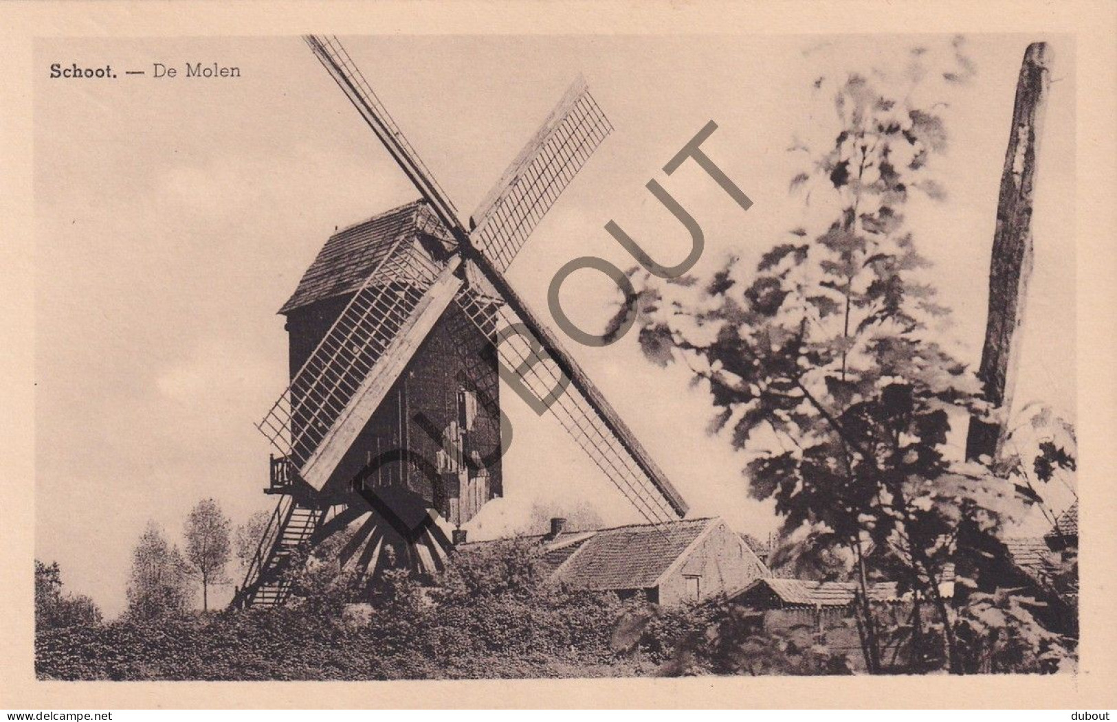 Postkaart/Carte Postale - Schoot - Molen  (C4250) - Tessenderlo