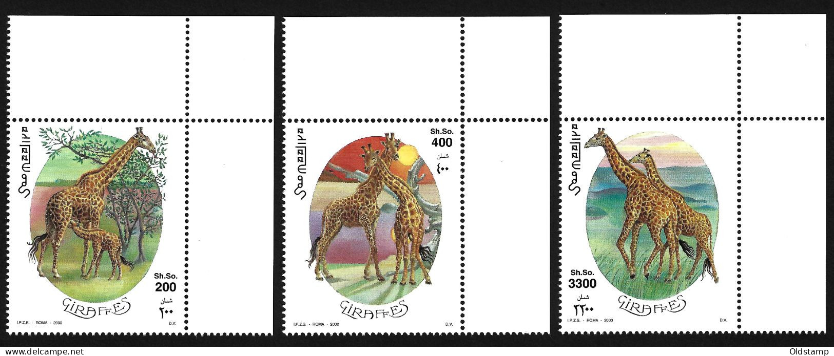 ANIMALS Somalia 2000 Giraffes MNH Full Set Savannah Fauna Wild Life Nature Africa Prairie Stamps Serie Corner Top - Jirafas