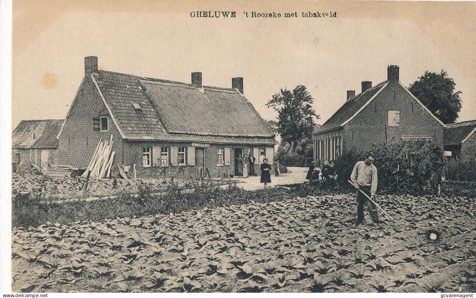 GELUWE  'T ROOZEKE MET TABAKVELD     2 SCANS - Wervik