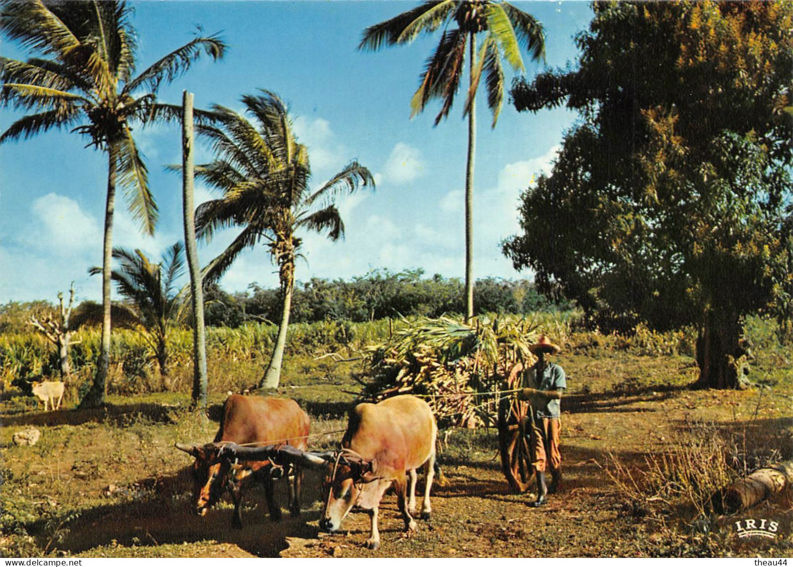 GUADELOUPE  -  Lot de 20 Cartes - Ste-Anne, Basse-Terre, Marie-Galante, Pointe-à-Pitre, St-Louis, Mairie, Hôtel, Pêche..