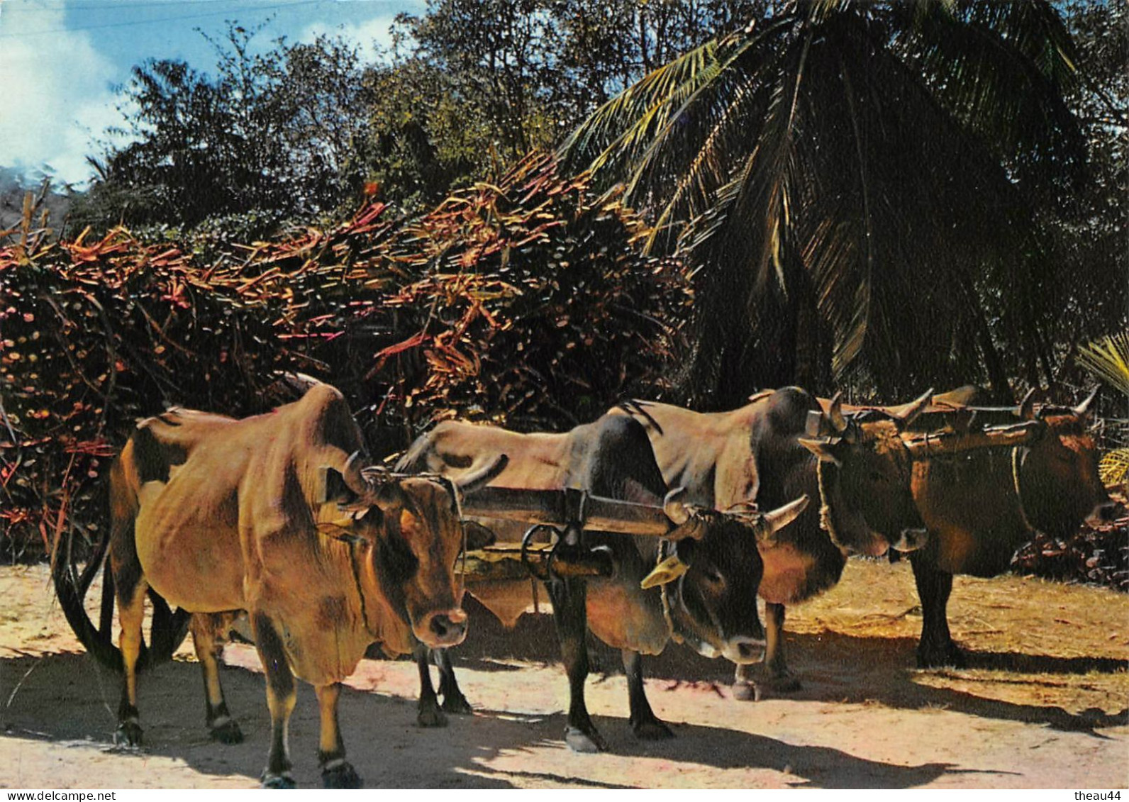 GUADELOUPE -  Lot De 11 Cartes - Boeufs, Canne à Sucre, Plage De La Caravelle, Deshaies, Fruits, Soufrière, Ste-Anne.... - Autres & Non Classés