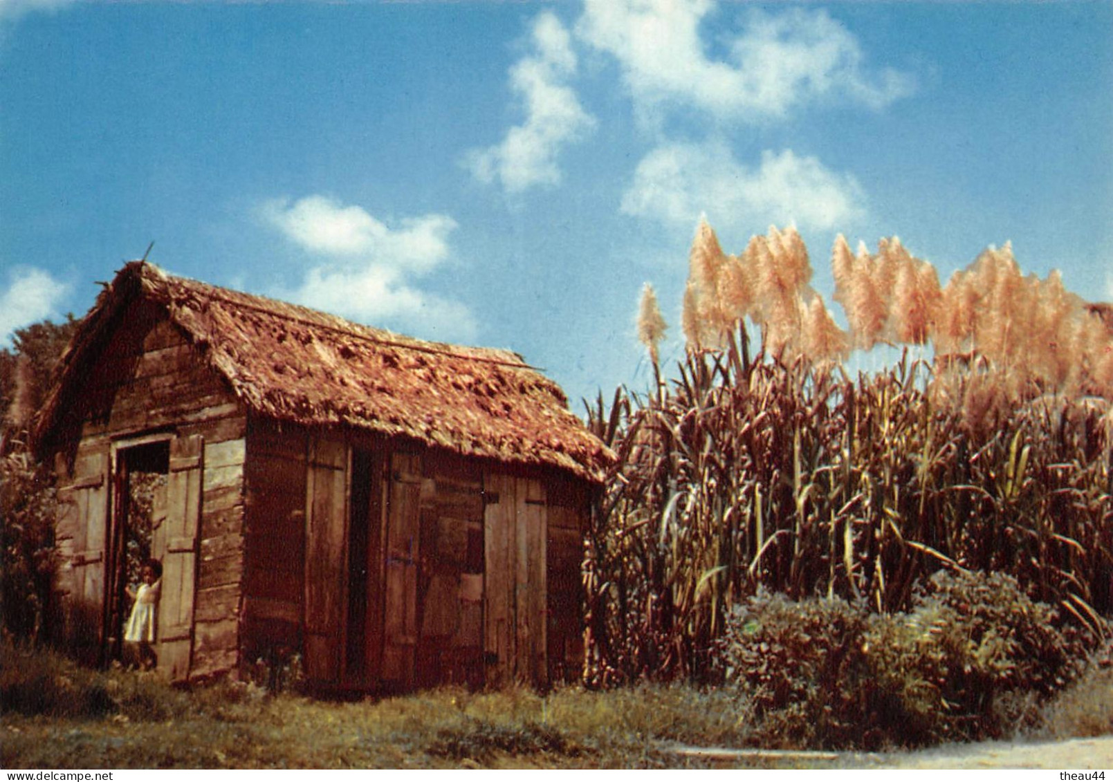 GUADELOUPE -  Lot de 11 Cartes - Boeufs, Canne à Sucre, Plage de la Caravelle, Deshaies, Fruits, Soufrière, Ste-Anne....