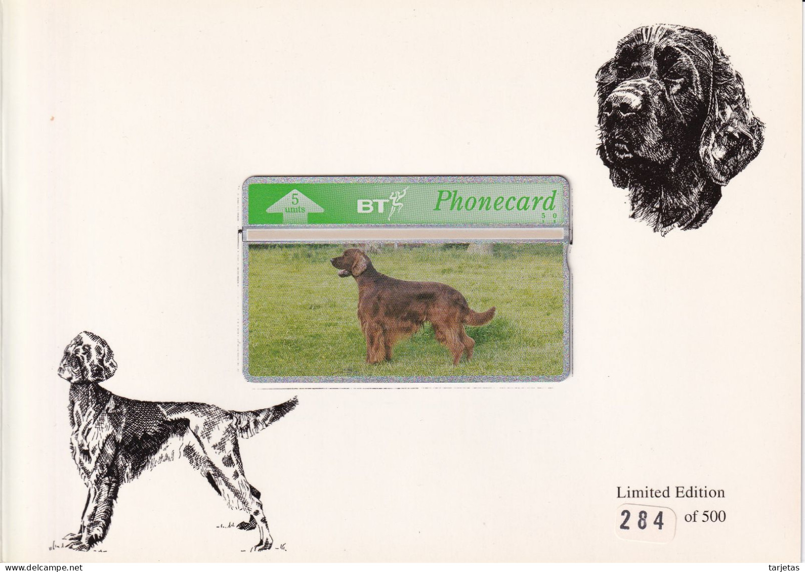 FOLDER CON 1 TARJETA DE BT DE UN PERRO IRISH SETTER DE TIRADA 500 (CAN-DOG) (NUEVAS-MINT) - Cani