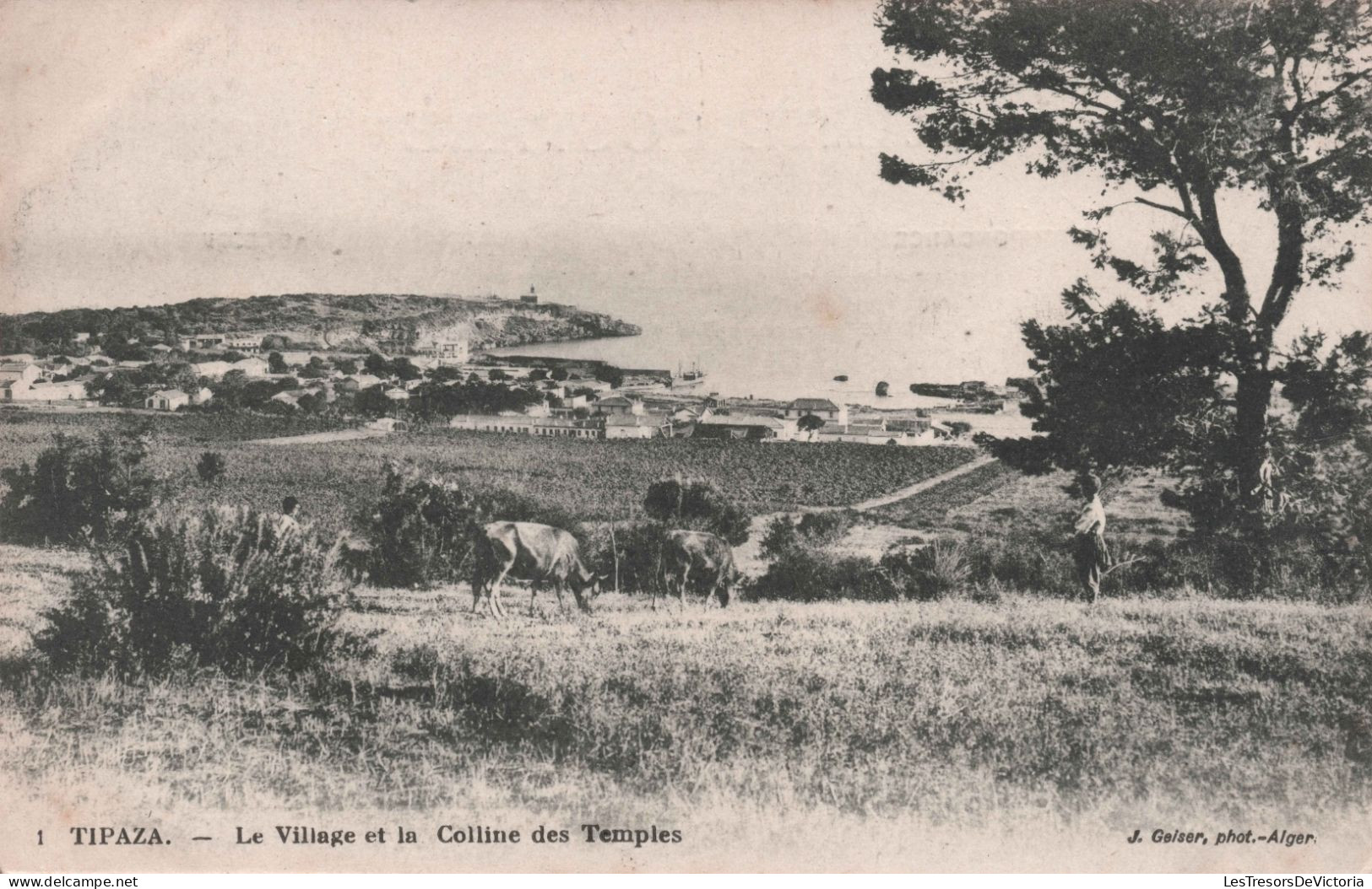 ALGERIE - Tipaza - Le Village Et La Colline Des Temples - Geiser - Carte Postale Ancienne - Sonstige & Ohne Zuordnung