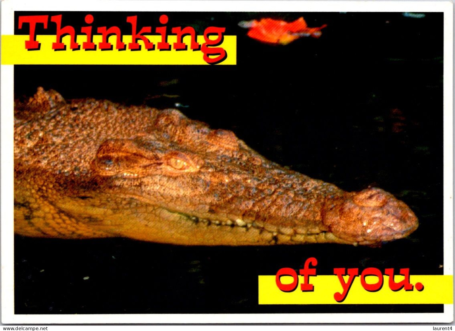 (3 R 36) Australia - Humour - Crocodile Thinking Of You. - Autres & Non Classés